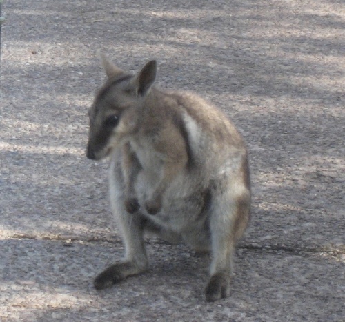 Wilkins's Rock Wallaby