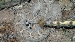 Crotalus atrox