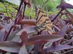 Papilio multicaudata
