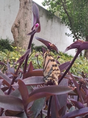 Papilio multicaudata