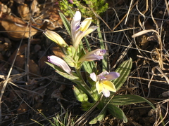 Babiana patula