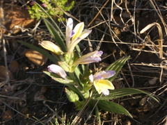Babiana patula