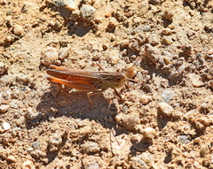 Stenobothrus fischeri