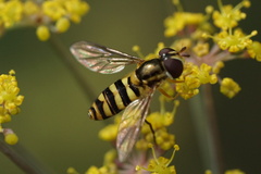 Epistrophella emarginata
