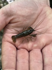 Cambarus bartonii