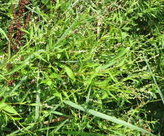 Persicaria hydropiper