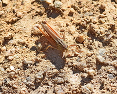 Stenobothrus fischeri