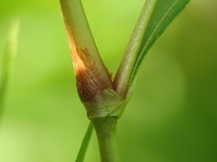 Persicaria hydropiper