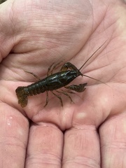 Cambarus bartonii
