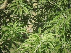 Glaucidium gnoma
