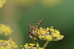 Epistrophella emarginata