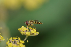 Epistrophella emarginata