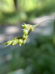 Diarrhena obovata
