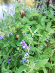 Scutellaria galericulata