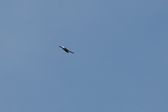 Artamus leucorynchus