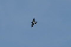 Artamus leucorynchus