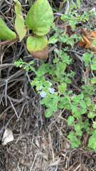 Clinopodium nepeta