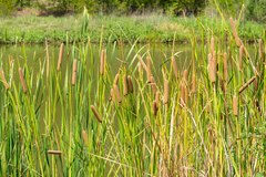 Typha domingensis