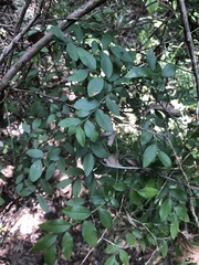 Vaccinium elliottii