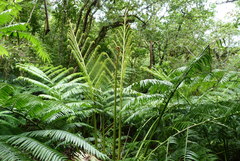 Neckeropsis lepineana