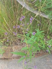Verbena hastata