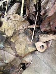 Tigrosa helluo