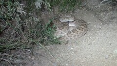 Crotalus atrox