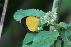 Eurema puella