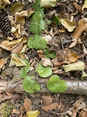 Asarum europaeum