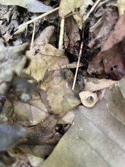 Tigrosa helluo