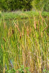 Typha domingensis