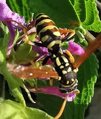 Polistes gallicus