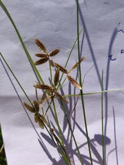 Cyperus bipartitus