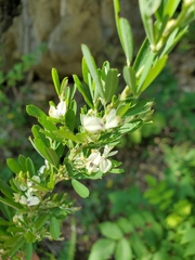 Lespedeza cuneata