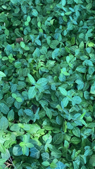 Trachelospermum asiaticum