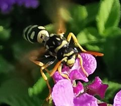 Polistes gallicus