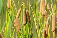 Typha domingensis
