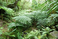 Neckeropsis lepineana