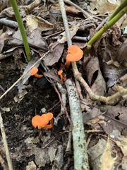 Cantharellus cinnabarinus