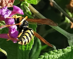 Polistes gallicus