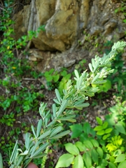 Lespedeza cuneata