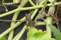 Lacerta agilis