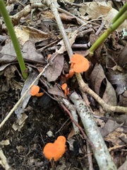 Cantharellus cinnabarinus