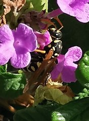 Polistes gallicus