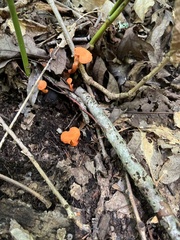 Cantharellus cinnabarinus