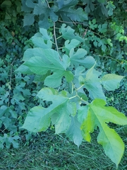 Morus rubra