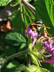 Polistes gallicus
