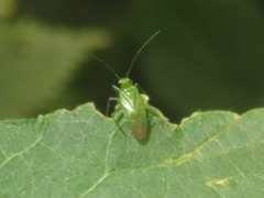 Lygocoris pabulinus