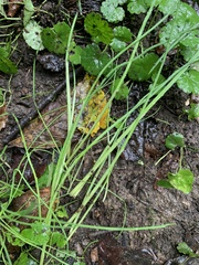 Allium vineale