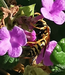 Polistes gallicus